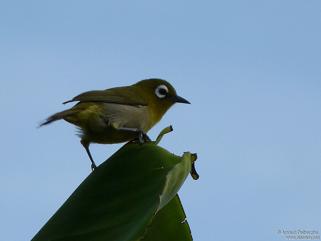 Green-backed White-eye