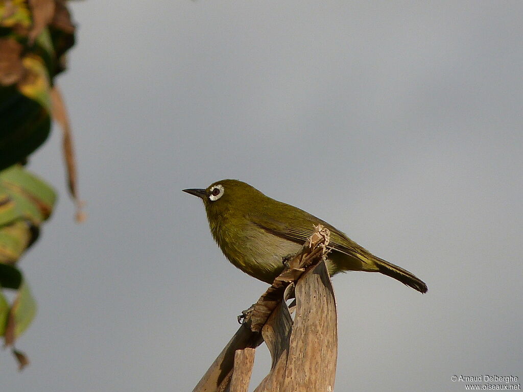 Green-backed White-eye