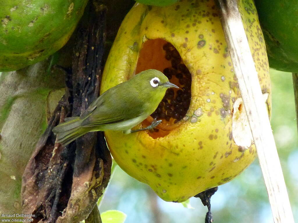 Green-backed White-eyeadult