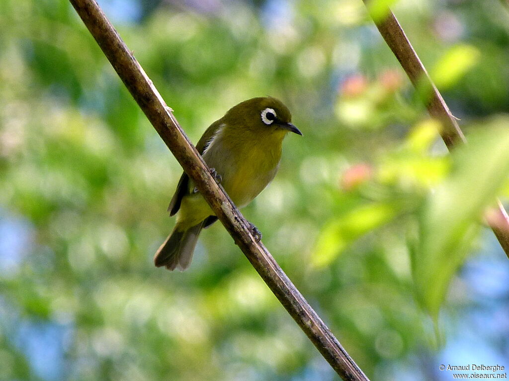 Green-backed White-eye