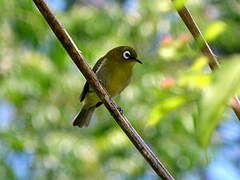 Green-backed White-eye