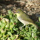 Zostérops d'Abyssinie