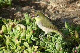 Abyssinian White-eye