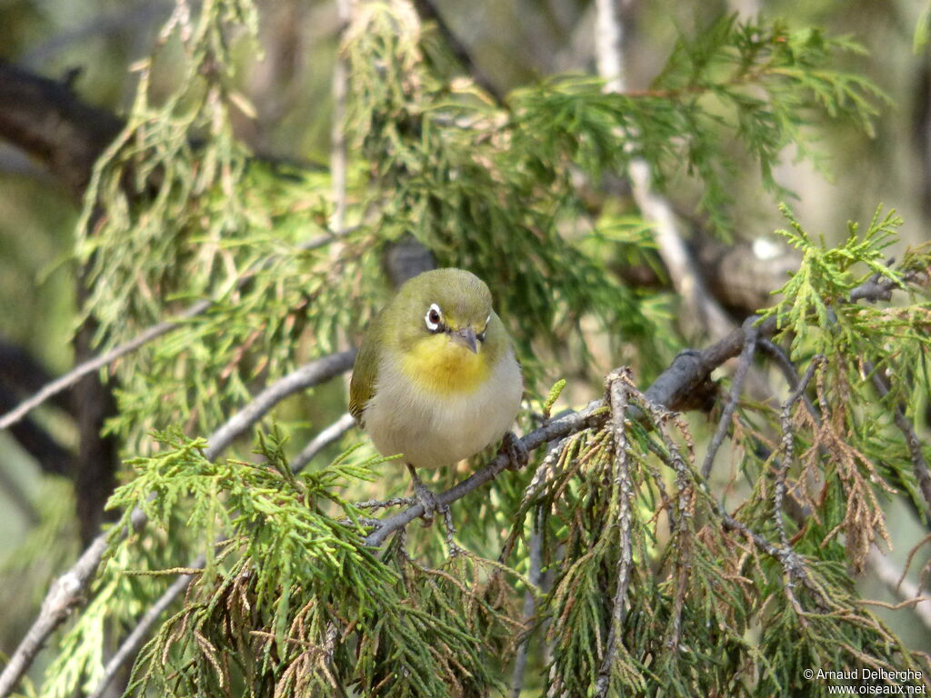 Abyssinian White-eye