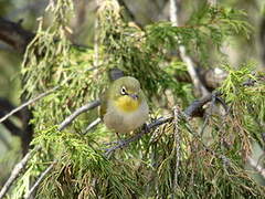 Abyssinian White-eye