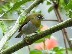 Sri Lanka White-eye