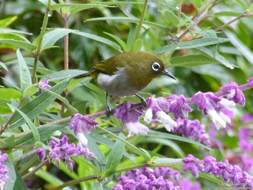 Sri Lanka White-eye