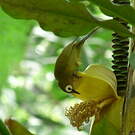 Zostérops du Kikuyu