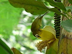 Kikuyu White-eye