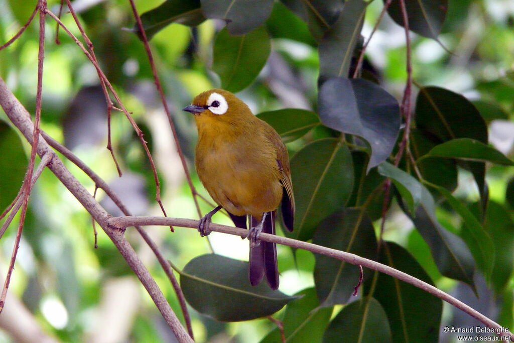 Kikuyu White-eye