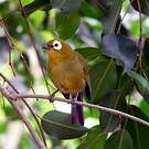 Zostérops du Kikuyu