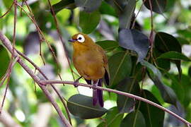 Kikuyu White-eye