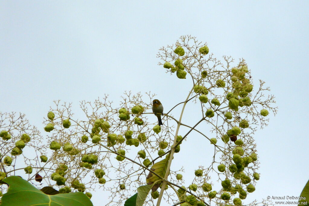 Malagasy White-eye