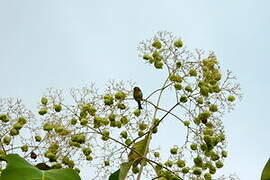 Malagasy White-eye