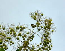 Malagasy White-eye