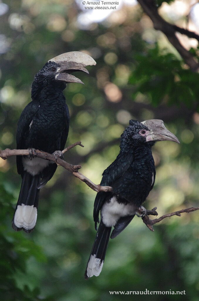 Silvery-cheeked Hornbilladult