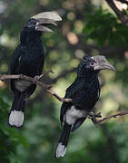 Silvery-cheeked Hornbill