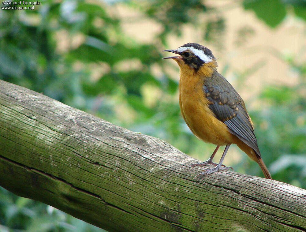 White-browed Robin-Chat, identification, song