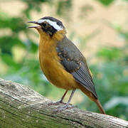 White-browed Robin-Chat