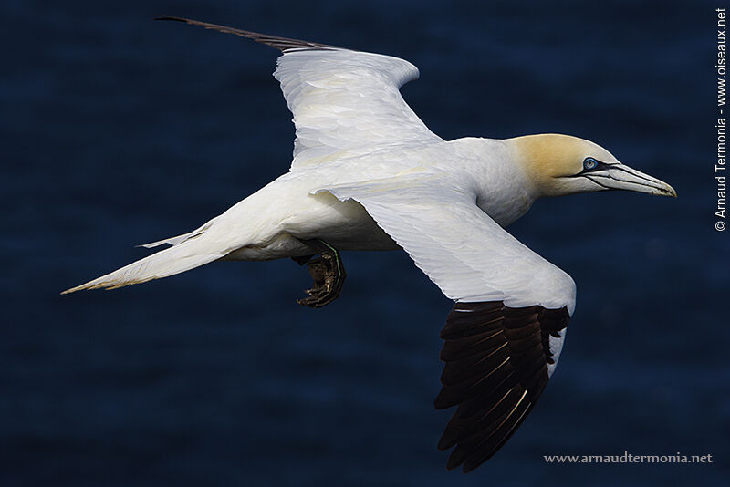 Northern Gannet, Flight