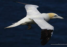 Northern Gannet