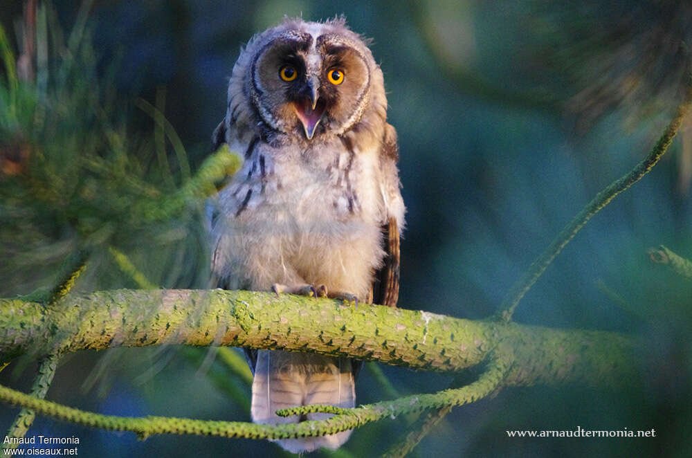 Hibou moyen-duc1ère année, chant, Comportement