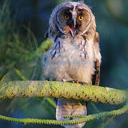 Long-eared Owl