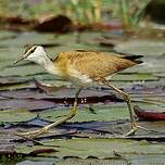 Jacana à poitrine dorée