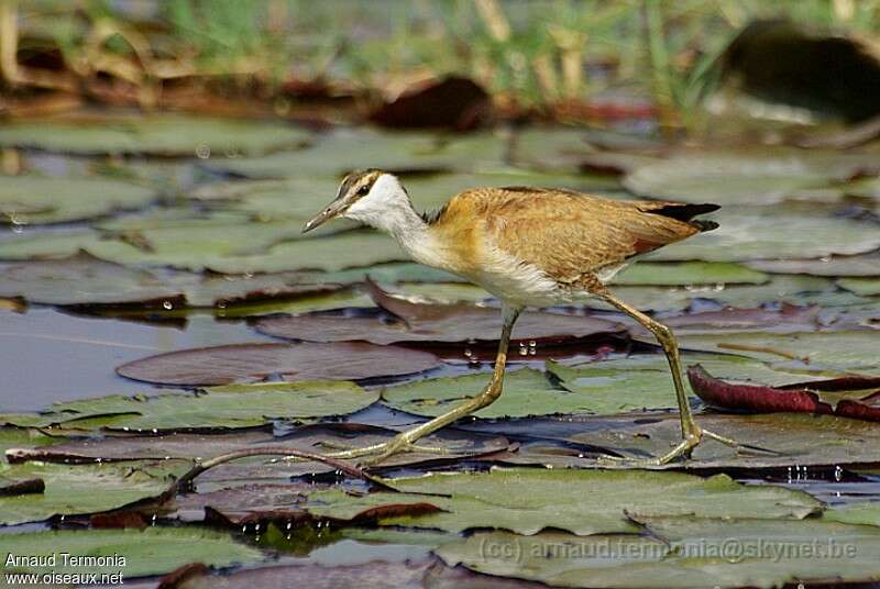 Jacana à poitrine doréejuvénile, identification