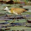 Jacana à poitrine dorée