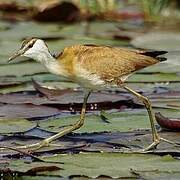 African Jacana