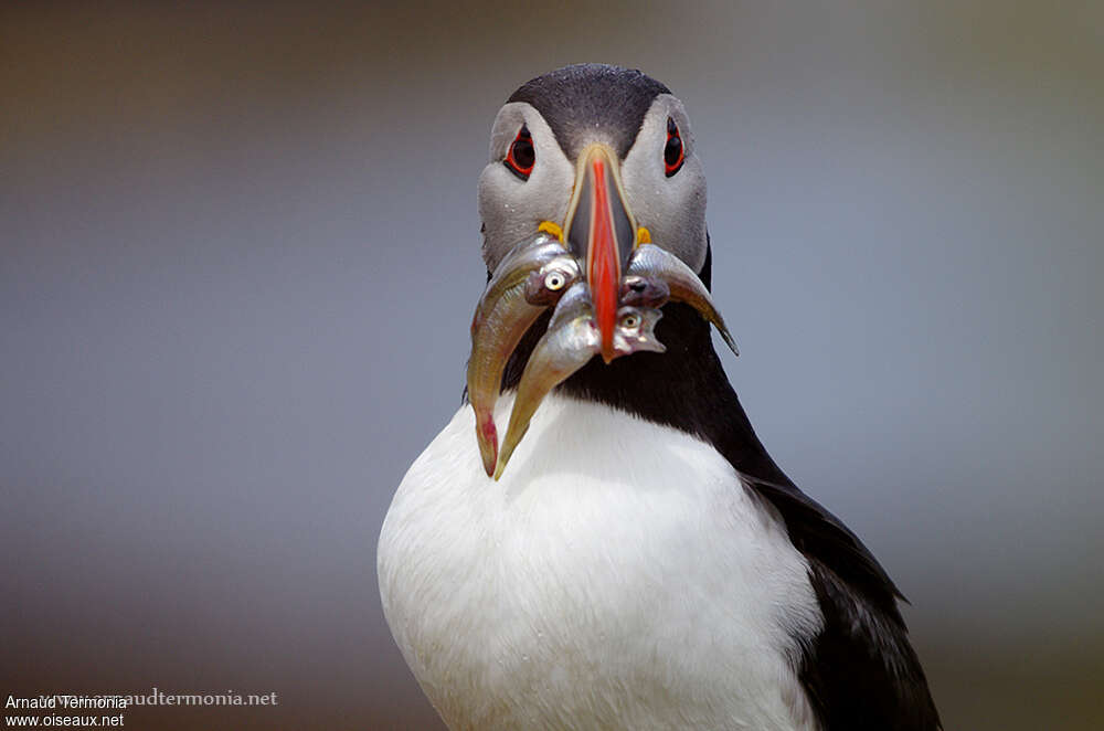 Atlantic Puffinadult breeding, close-up portrait, feeding habits, Behaviour