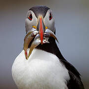 Atlantic Puffin