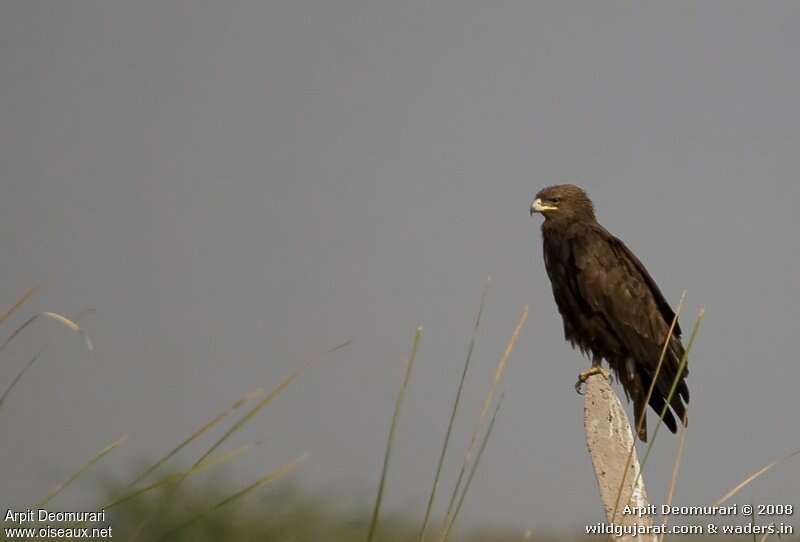 Aigle criardadulte, identification