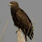 Greater Spotted Eagle