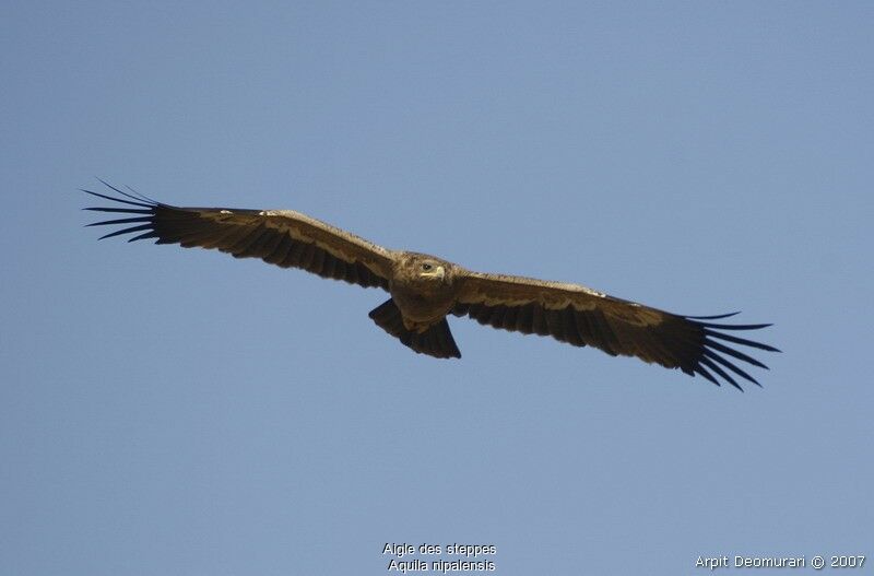 Aigle des steppesadulte