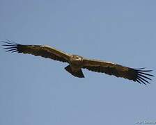 Steppe Eagle