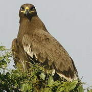 Steppe Eagle