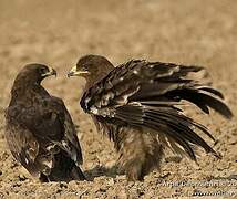 Steppe Eagle