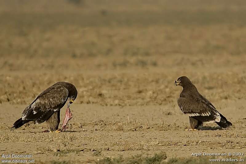 Aigle des steppesimmature, régime, mange