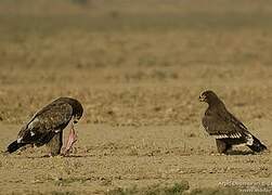 Steppe Eagle