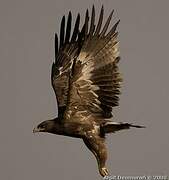 Steppe Eagle