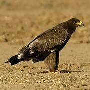 Steppe Eagle