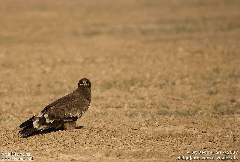 Aigle des steppes1ère année, identification