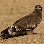 Steppe Eagle