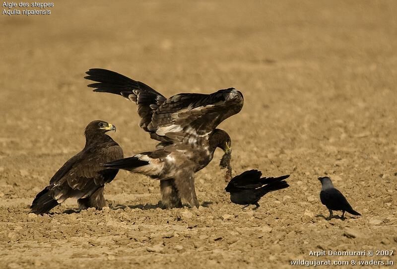 Aigle des steppes