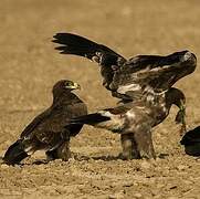 Steppe Eagle