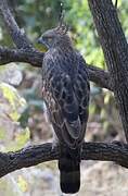 Changeable Hawk-Eagle