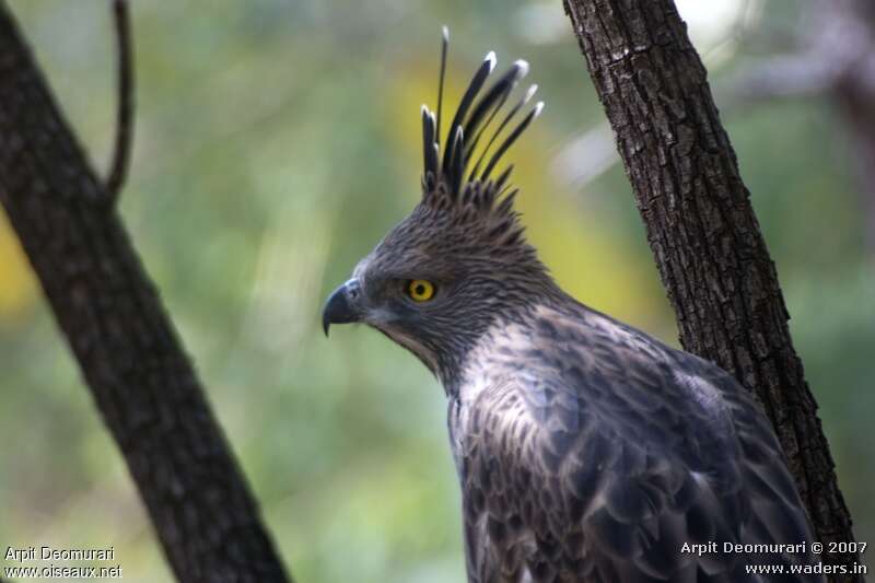 Changeable Hawk-Eagle, close-up portrait