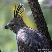 Changeable Hawk-Eagle